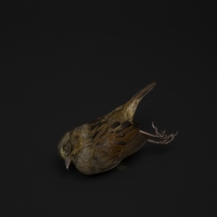Fallen Henslow’s Sparrow 8/19/08, 9.55am found at Metropolitan museum, NYC